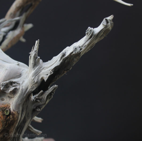 san jose juniper bonsai